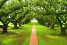 vereda jigsaw puzzle