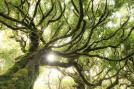 é€å…‰å°æ™¯ jigsaw puzzle