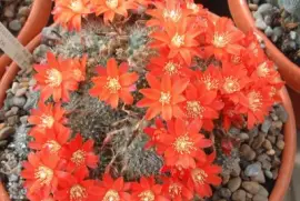 rebutia diminuta jigsaw puzzle