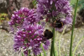 Bourdons jigsaw puzzle