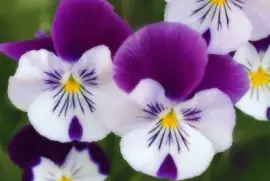 flores jigsaw puzzle