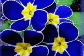 flores3 jigsaw puzzle