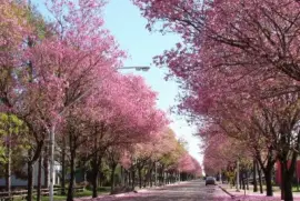 En ParanÃ¡. Entre RÃ­os. Argentina jigsaw puzzle