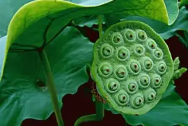 è·æžœè“®è“¬ jigsaw puzzle