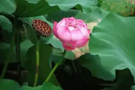 è·æžœè“®è“¬ jigsaw puzzle