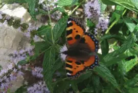 Paon du jour jigsaw puzzle