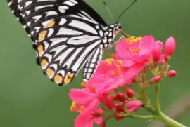 mariposa 2 jigsaw puzzle