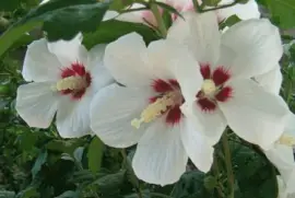 imagens jigsaw puzzle