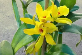 imagens jigsaw puzzle