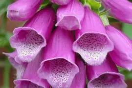 digitalis purpÃºrea jigsaw puzzle