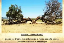 JARAÃZ DE LA VERA (CÃCERES) - ALCORNOQUE PARTIDO jigsaw puzzle