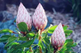 å¸çŽ‹èŠ± jigsaw puzzle