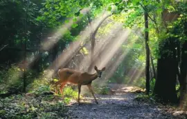 é¹¿ jigsaw puzzle