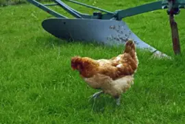 orkney-islands jigsaw puzzle