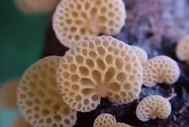 å°è˜‘èŒ jigsaw puzzle