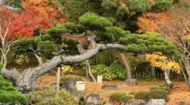 jardin japones jigsaw puzzle