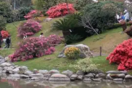 campo florido jigsaw puzzle