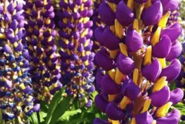 Pretty Purple Lupine Flowers jigsaw puzzle