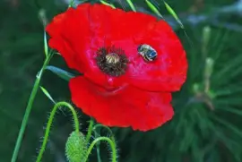 mallorca jigsaw puzzle