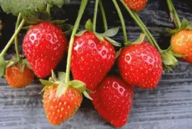 æžœæ¨¹è¾²è—