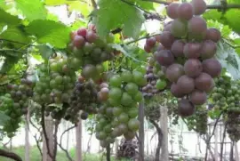 æžœæ¨¹è¾²è—