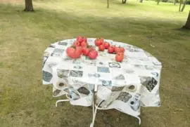 Les bonne tomates du jardin