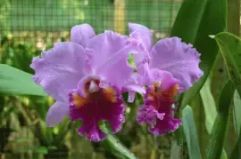 פאזל של thailande