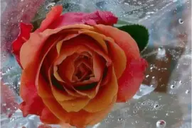 Rosa