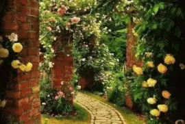 roses jigsaw puzzle