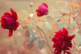 imagens jigsaw puzzle