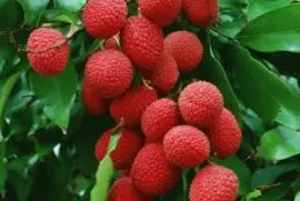 imagens jigsaw puzzle