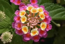 äº”è‰²æ¢…(é¦¬çº“ä¸¹) jigsaw puzzle