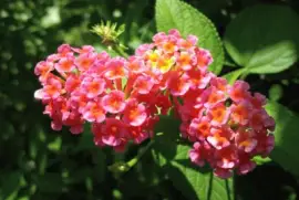 äº”è‰²æ¢…(é¦¬çº“ä¸¹) jigsaw puzzle