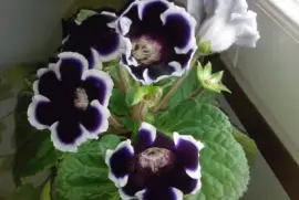 Gloxinia jigsaw puzzle