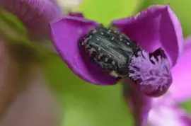 mallorca jigsaw puzzle