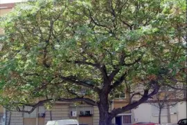 Ã¡rbol de paraÃ­so