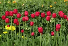 Tulipas jigsaw puzzle