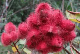 Urucum jigsaw puzzle