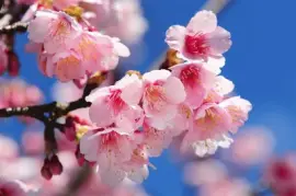 æ«»èŠ± jigsaw puzzle