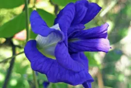 imagens jigsaw puzzle