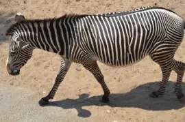 פאזל של la palmyre