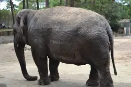 פאזל של la palmyre