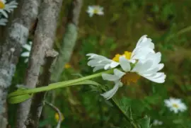marguerite jigsaw puzzle