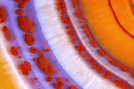 Ã¡gata (microscopio)