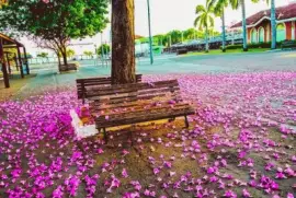 sombra florida jigsaw puzzle