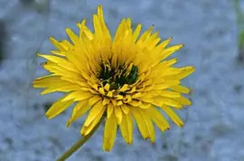 mallorca jigsaw puzzle