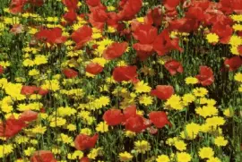 Natura jigsaw puzzle