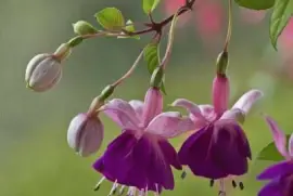 imagens jigsaw puzzle