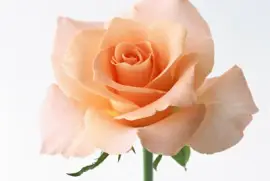 æˆ€çŽ«ç‘° jigsaw puzzle