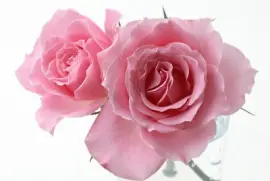 æˆ€çŽ«ç‘° jigsaw puzzle